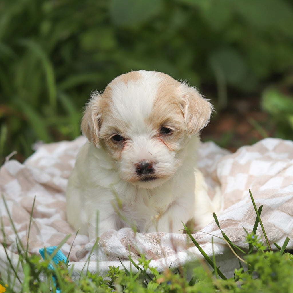 Darwin - Available 6/11