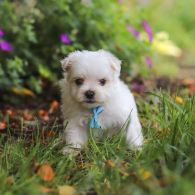 Muffin - Available 6/11
