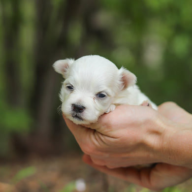Muffin - Available 6/11