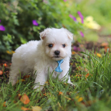 Muffin - Available 6/11