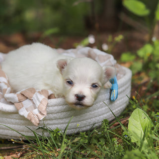 Muffin - Available 6/11