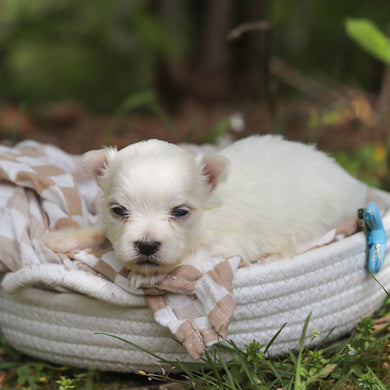 Muffin - Available 6/11