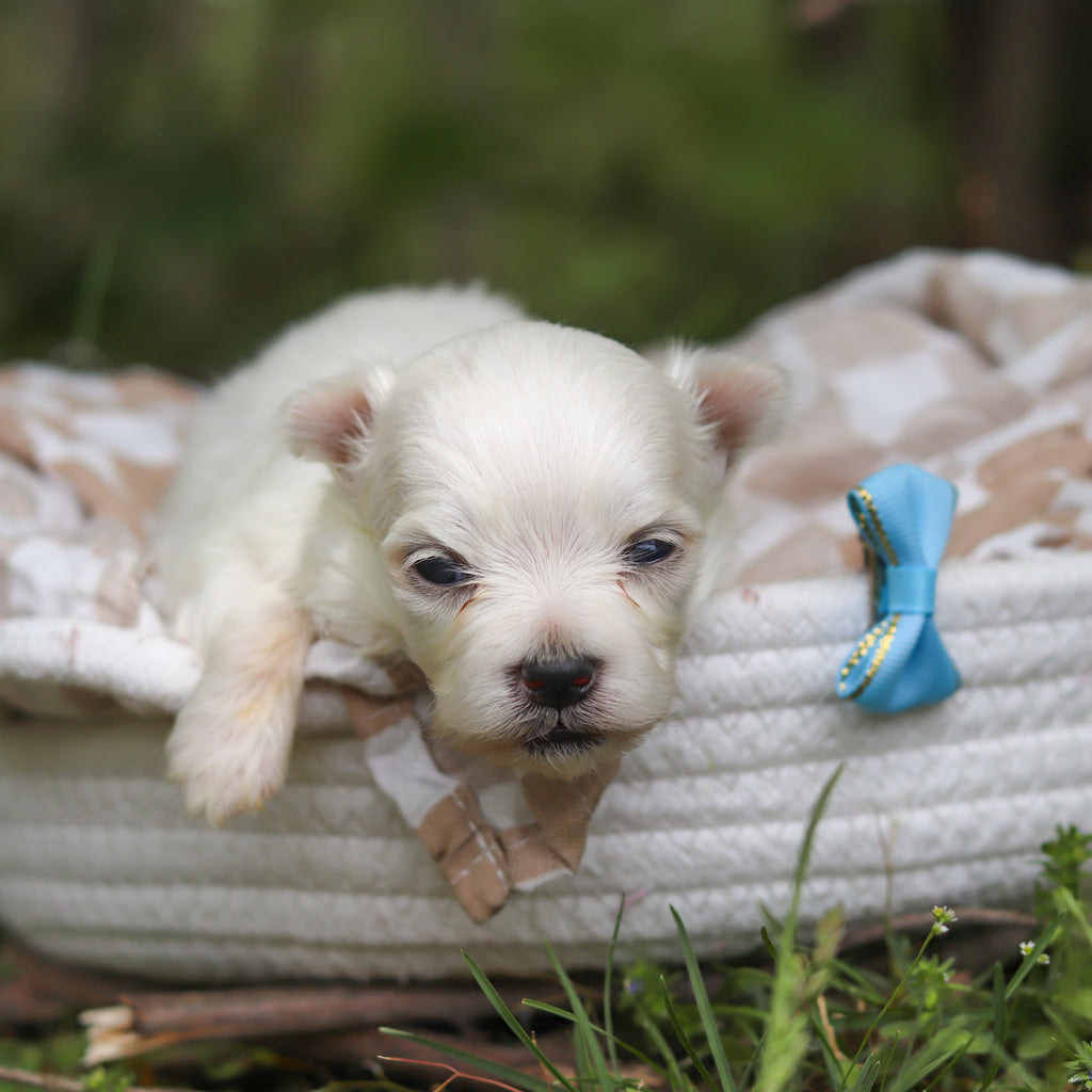 Muffin - Available 6/11