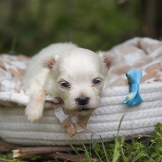 Muffin - Available 6/11