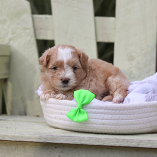 Alfie - Available 8/6