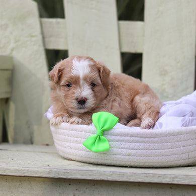 Alfie - Available 8/6