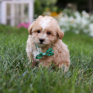 Alfie - Available 8/6