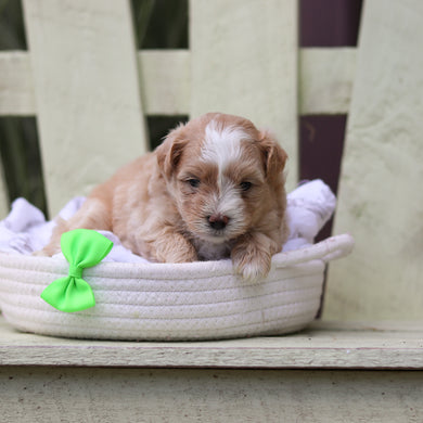 Alfie - Available 8/6