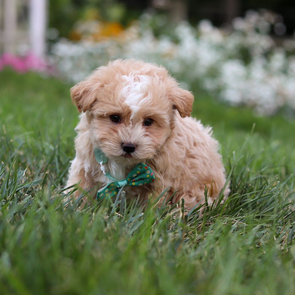 Alfie - Available 8/6