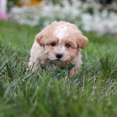 Alfie - Available 8/6