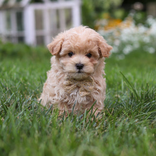 Arlo - Available 8/6