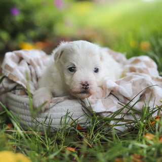 Sheldon - Available 7/2