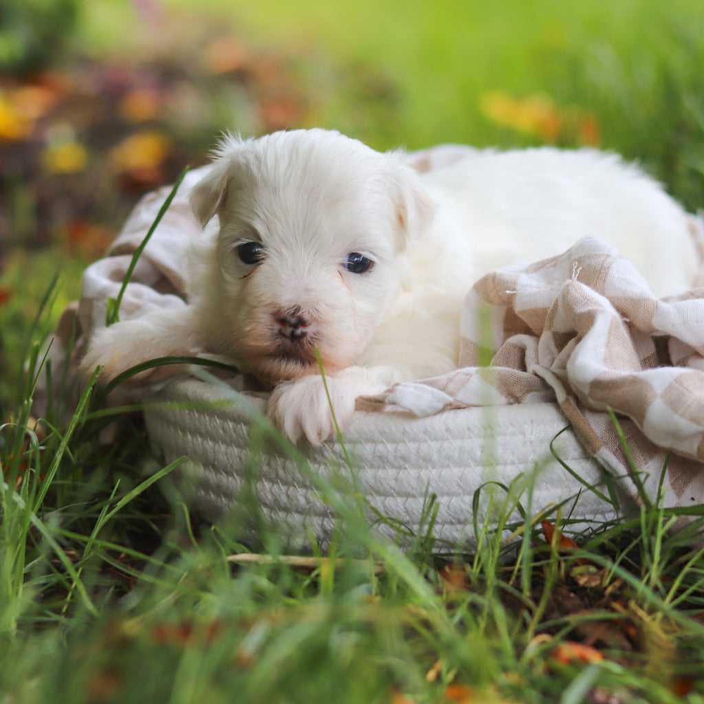 Sheldon - Available 7/2
