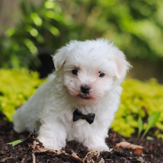 Sheldon - Available 7/2