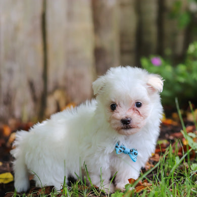 Shep - Available 7/2