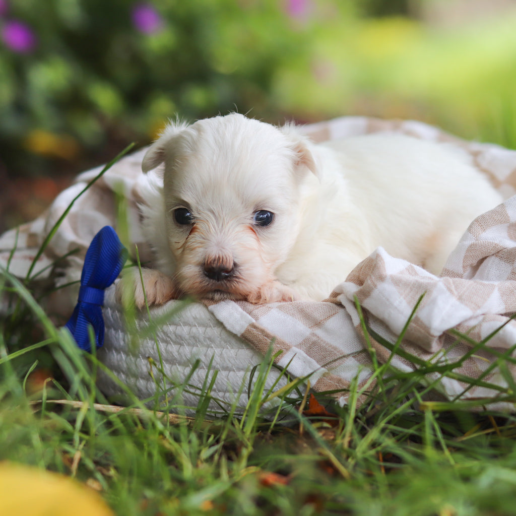 Shep - Available 7/2