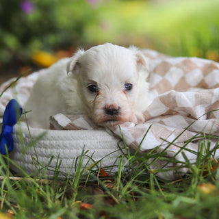 Shep - Available 7/2