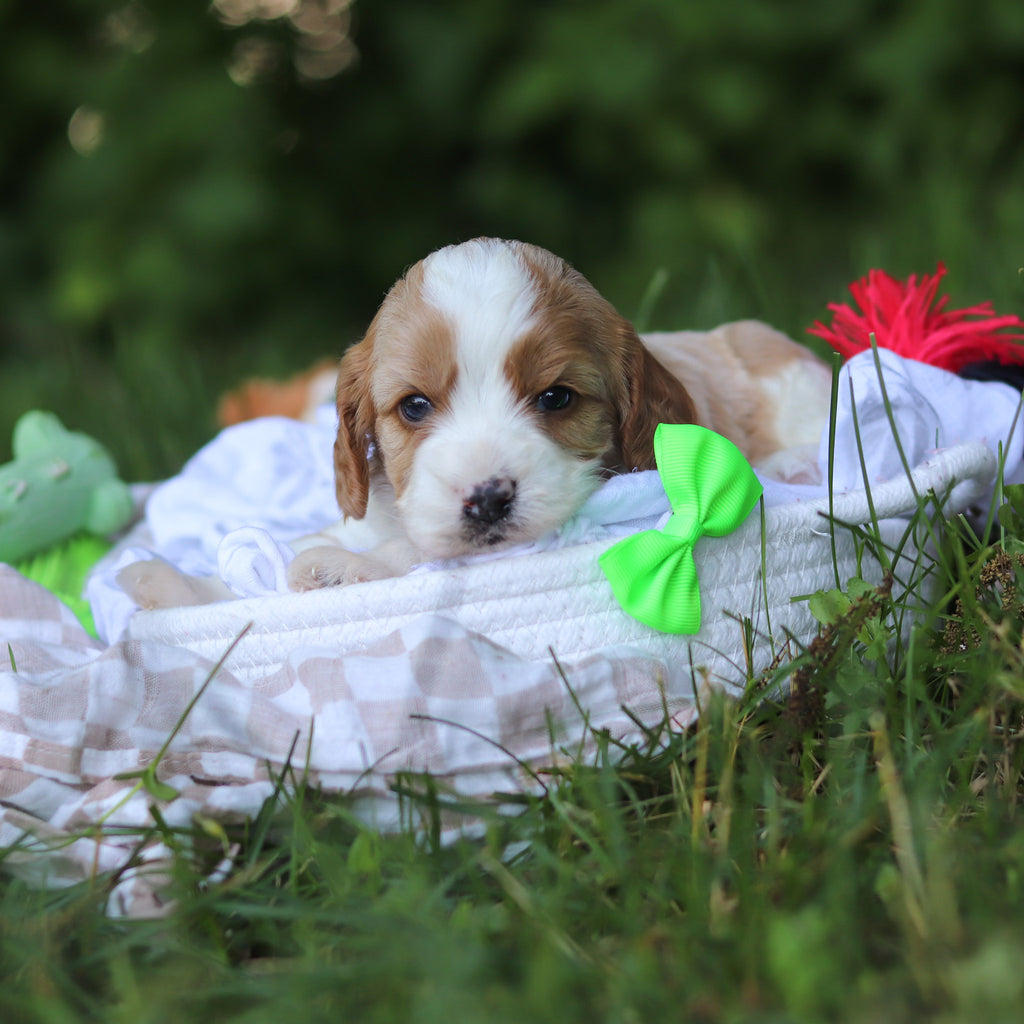 Fisher - Available 7/9