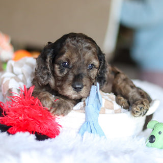 Ludo - Available 5/21