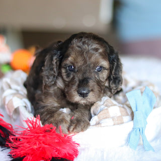 Ludo - Available 5/21