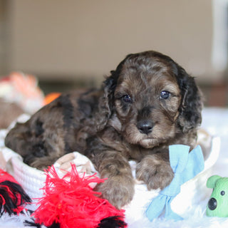 Ludo - Available 5/21