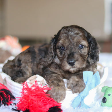 Ludo - Available 5/21