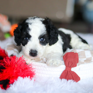 Leroy - Available 5/21