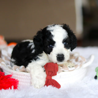 Leroy - Available 5/21