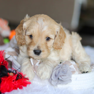Levi - Available 5/21