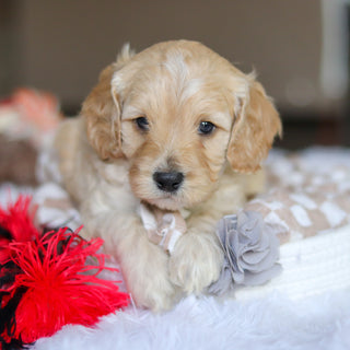 Levi - Available 5/21