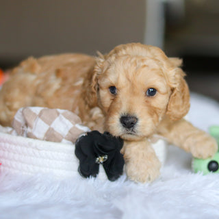 Levi - Available 5/21