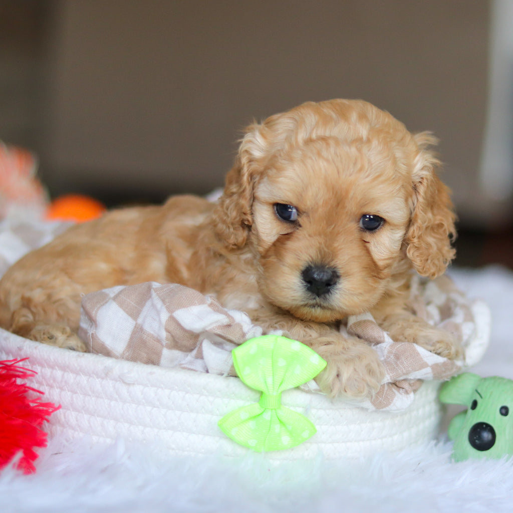 Lando - Available 5/21