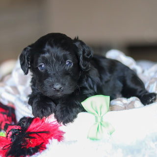 Casey - Available 5/28