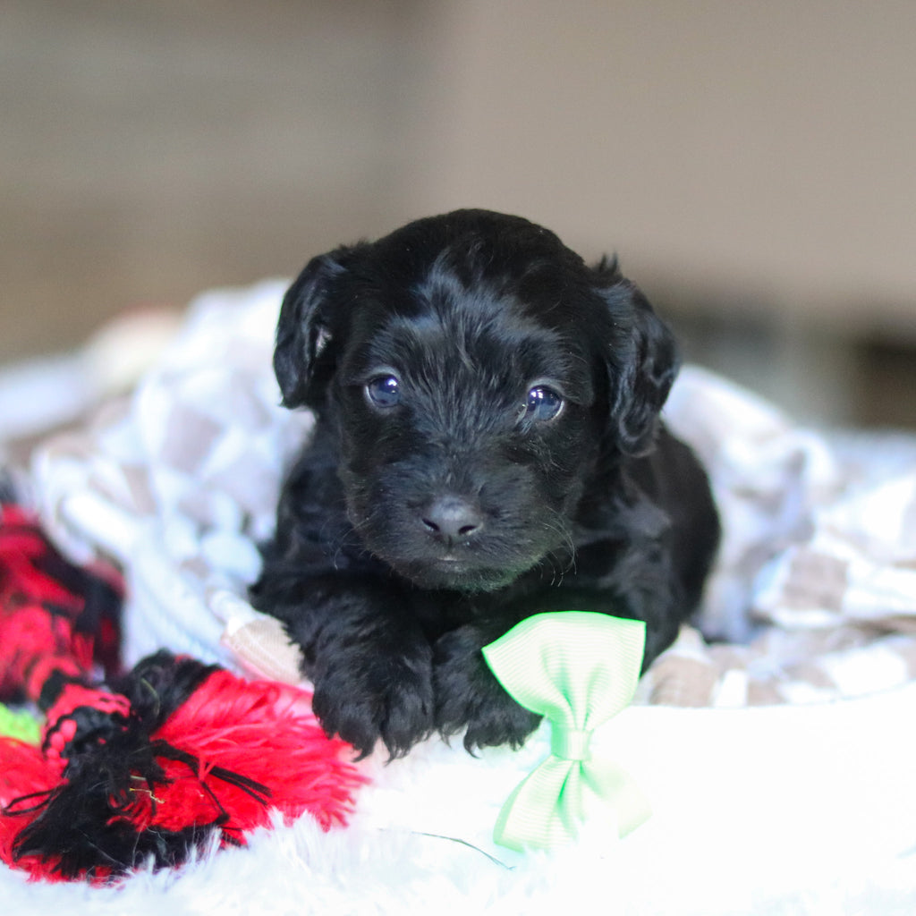 Casey - Available 5/28