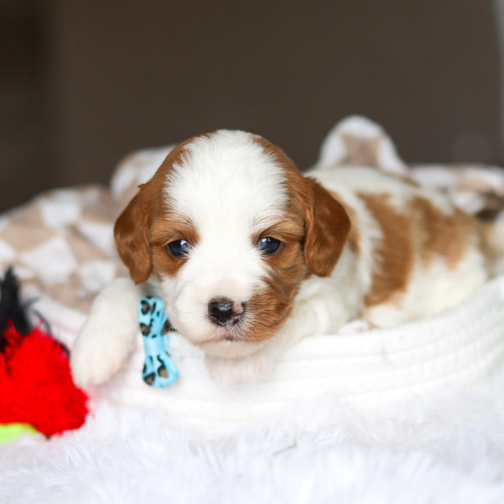 Dash - Available 6/4