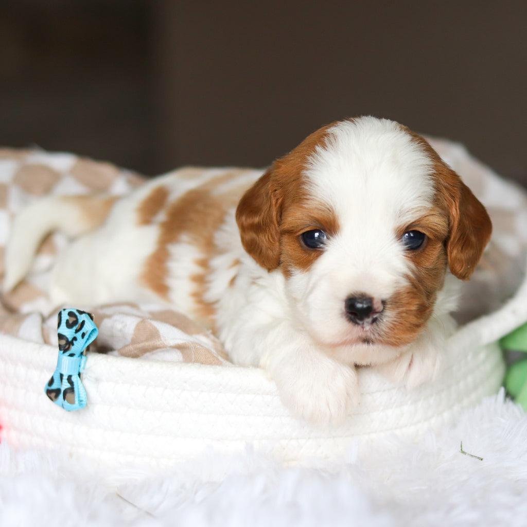 Dash - Available 6/4