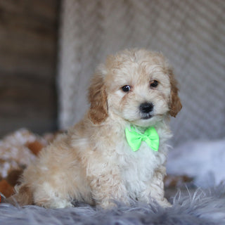 Tyson - Available Now