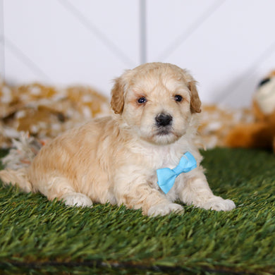 Tyson - Available 4/23