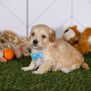 Tyson - Available Now
