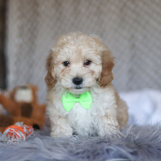 Tyson - Available Now