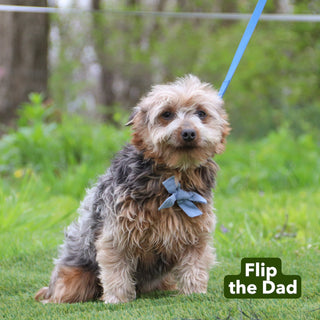 Sawyer - Available 12/17