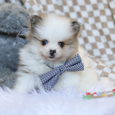 Milo - Available 3/26