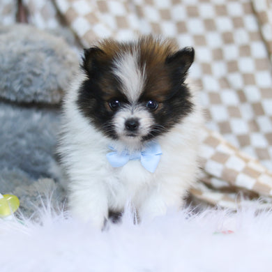 Bear - Available 3/26