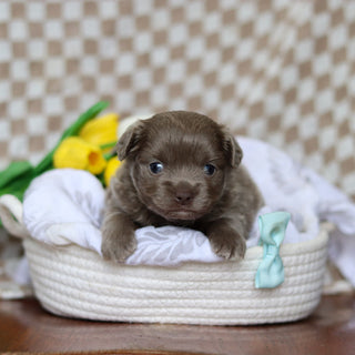 Gizmo - Available 5/14