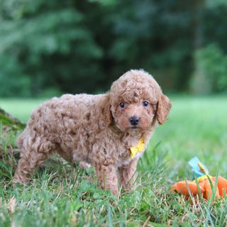 Sheriff - Available 7/23
