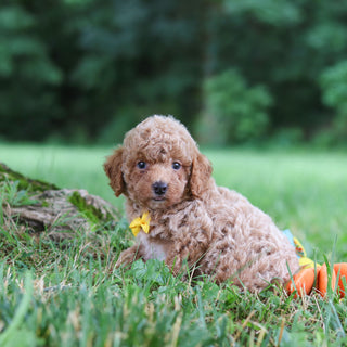 Sheriff - Available 7/23
