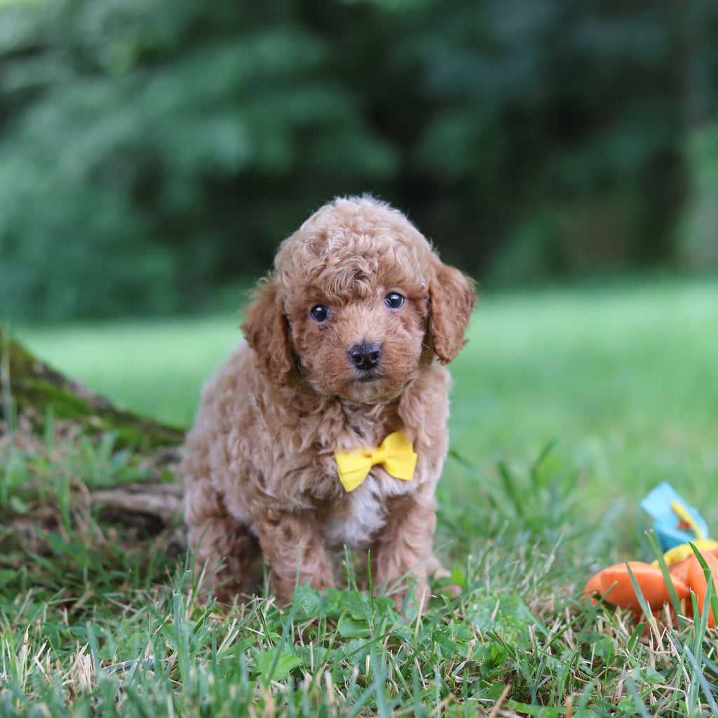 Sheriff - Available 7/23