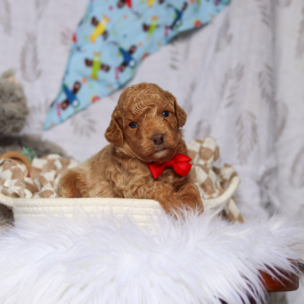 Sheriff - Available 7/23