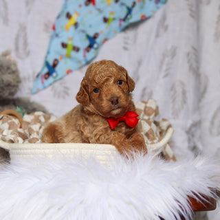 Sheriff - Available 7/23