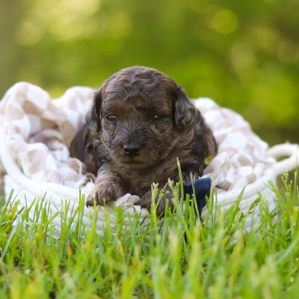 Frank - Available 6/18